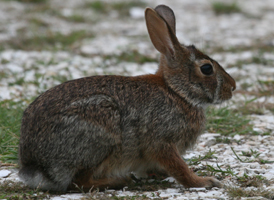 Eastern Cottontail